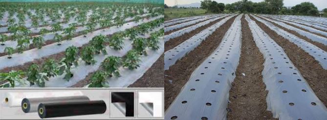 Mulch Film -1